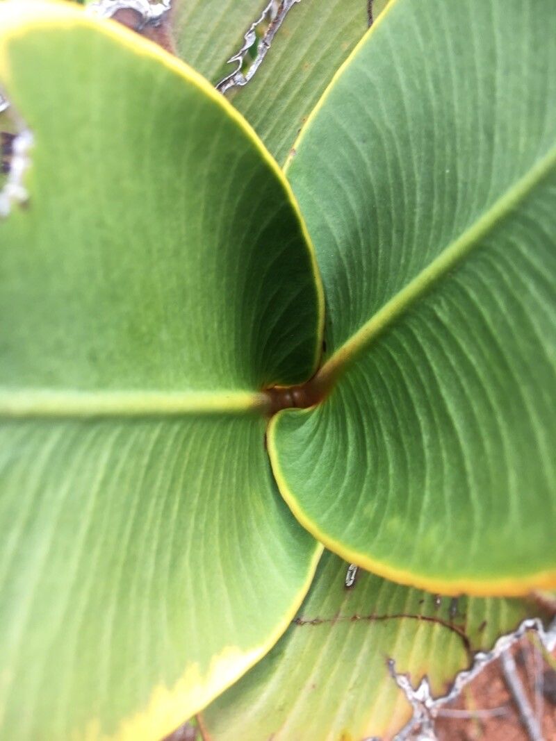 Garcinia amplexicaulis — related species from the same genus