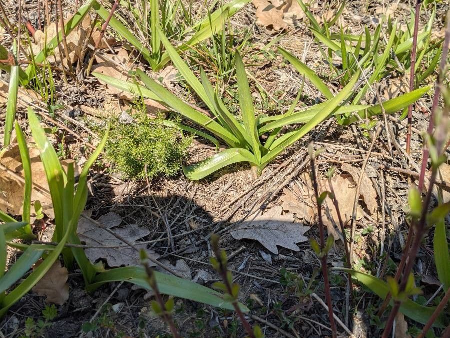 Colchicum longifolium — search result for 'Colchicum'