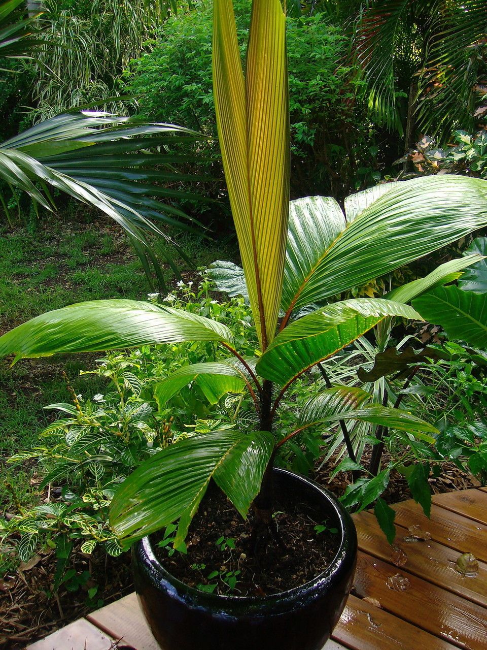 Verschaffeltia splendida — search result for 'Arecaceae'
