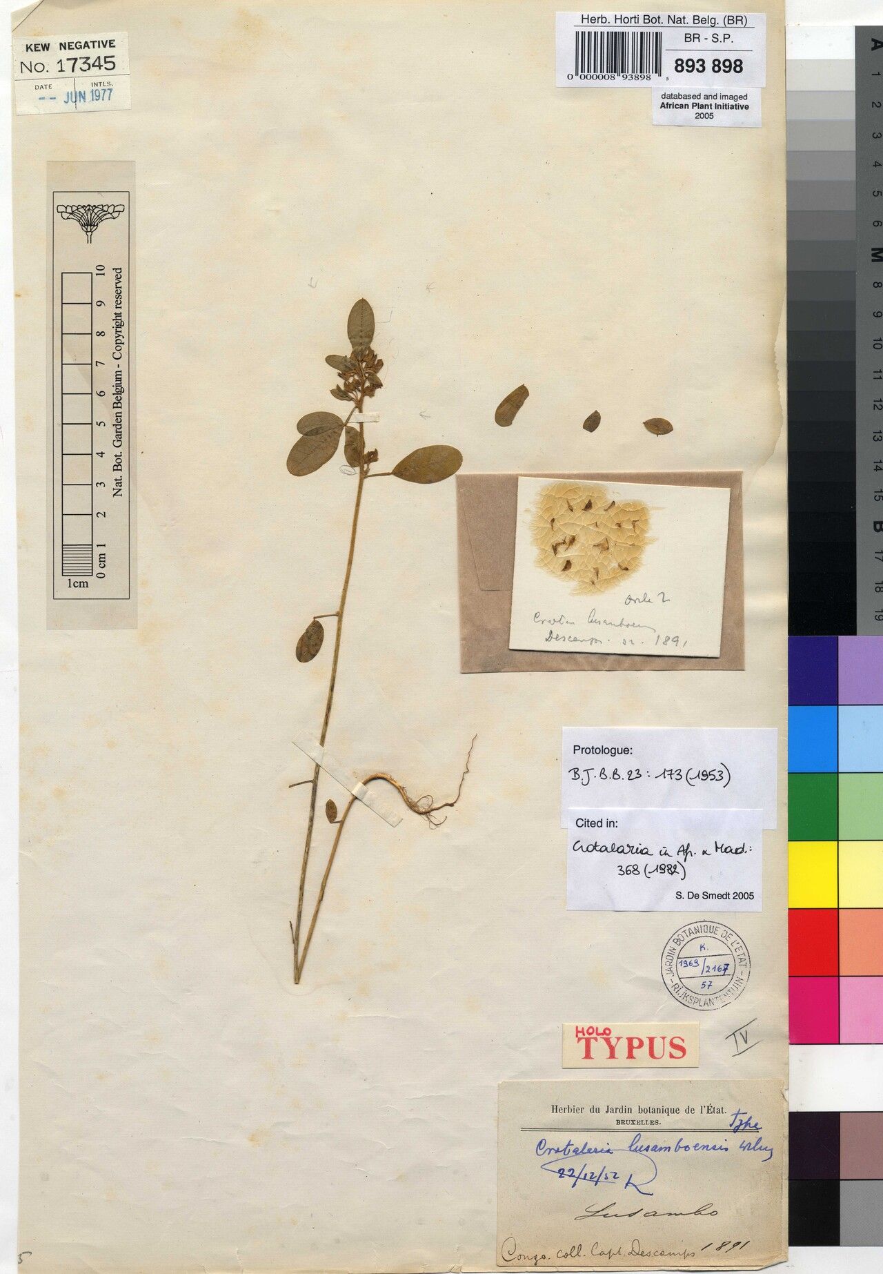 Crotalaria lusamboensis — houseplant care guide