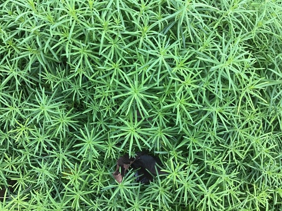 Galium friedrichii habit