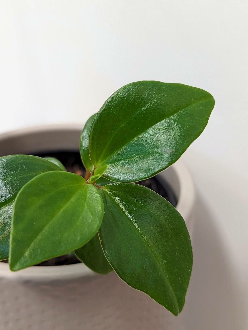 Peperomia mariannensis — search result for 'Peperomia'