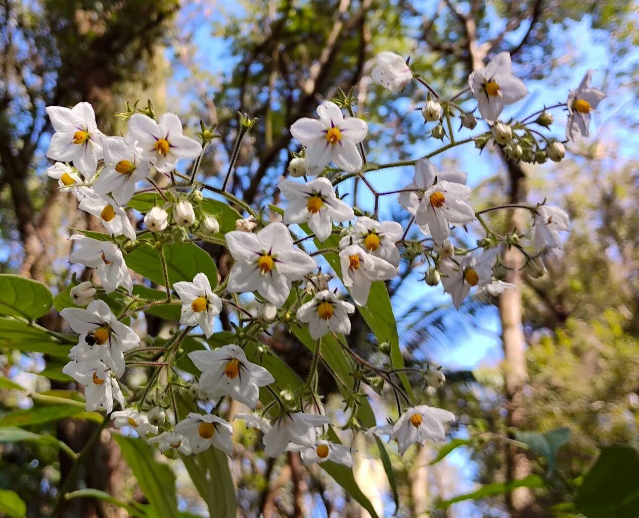 Solanum concinnum flower