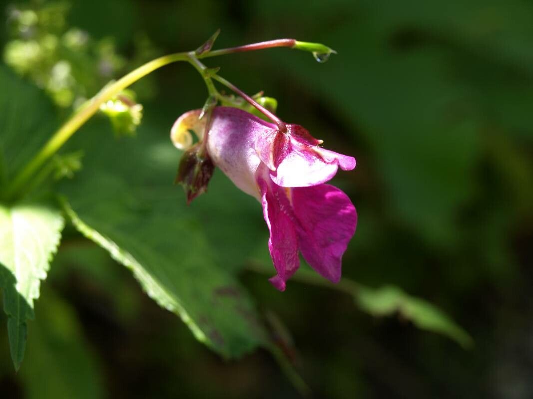 Impatiens textorii — search result for 'Impatiens'