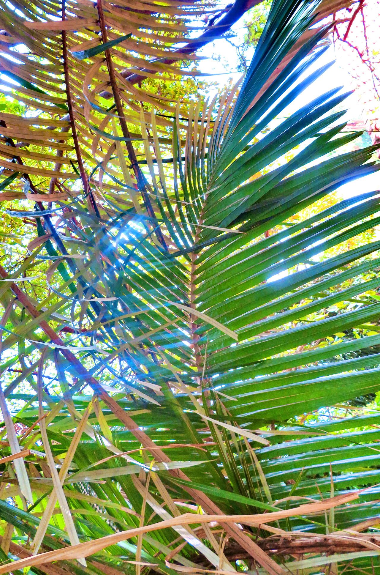 Astrocaryum ulei — houseplant care guide