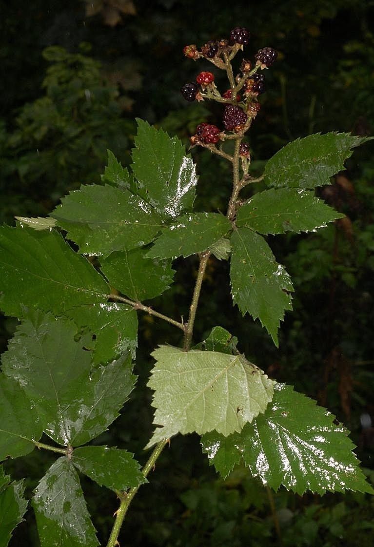Rubus elatior other