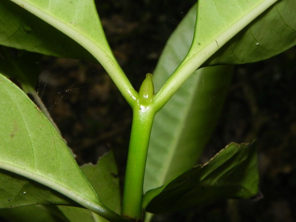 Psychotria semperflorens bark