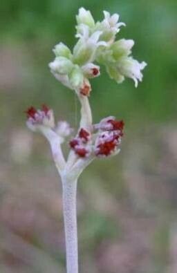 Crassula garibina flower