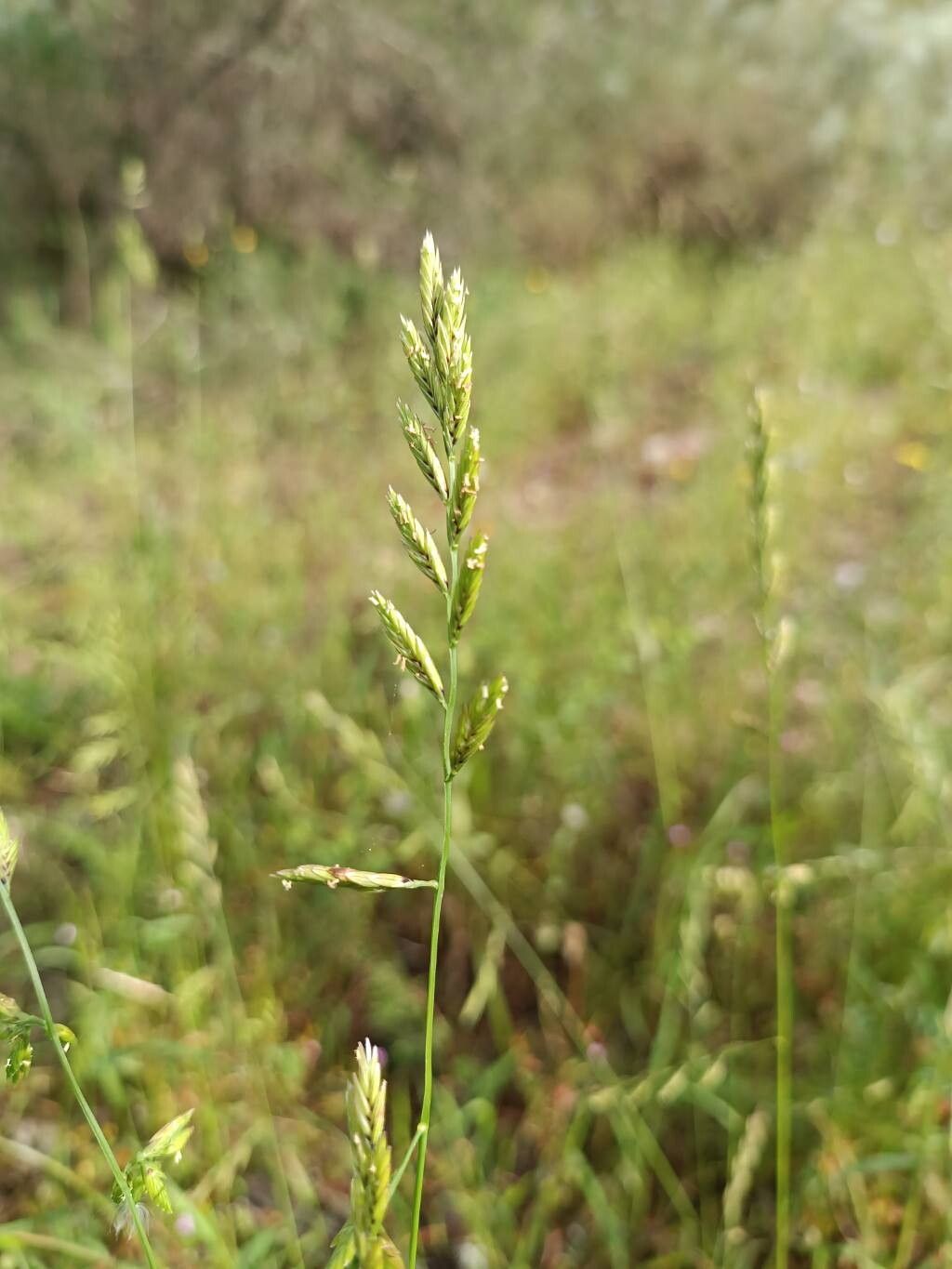 Catapodium tuberculosum flower