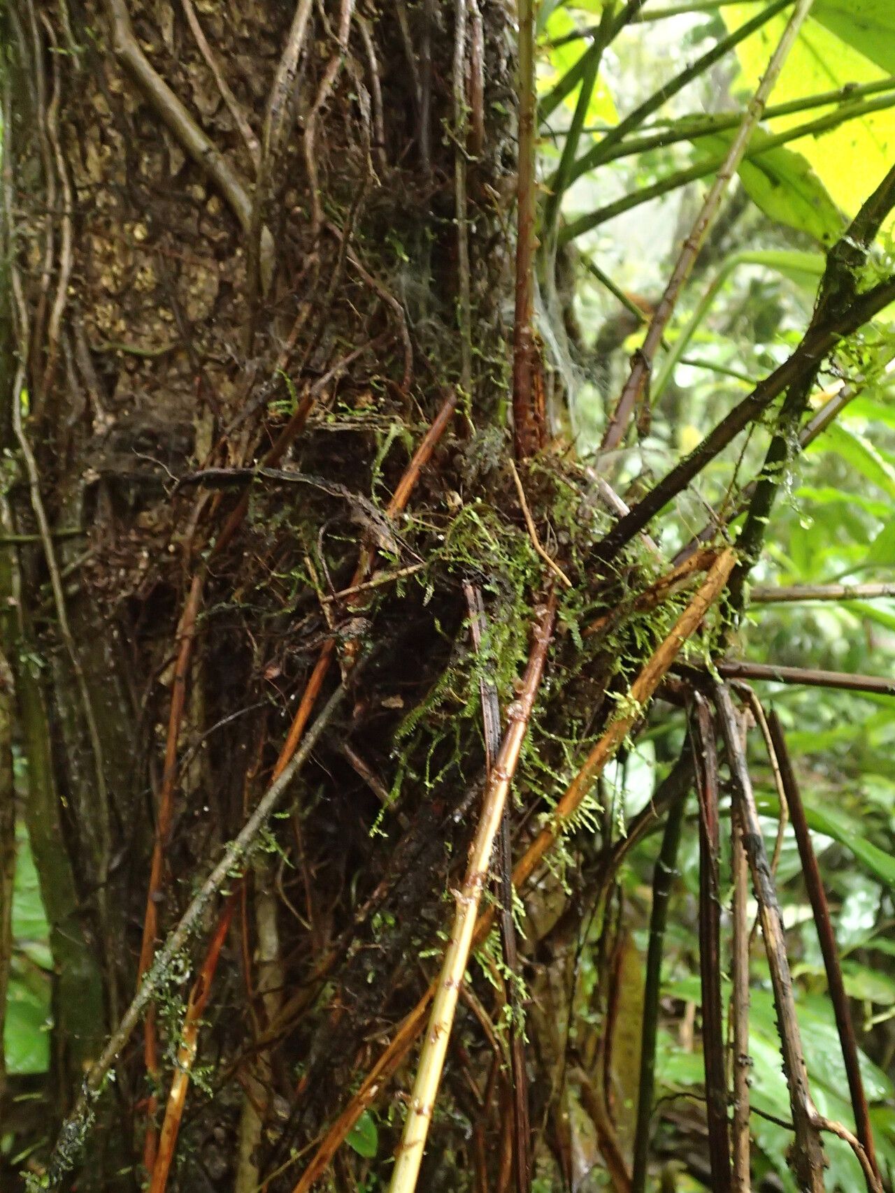 Tectaria camerooniana other