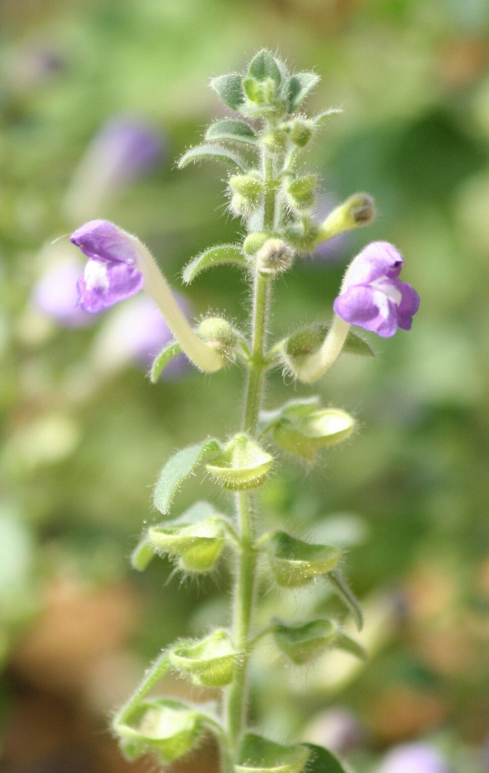 Scutellaria diffusa — houseplant care guide