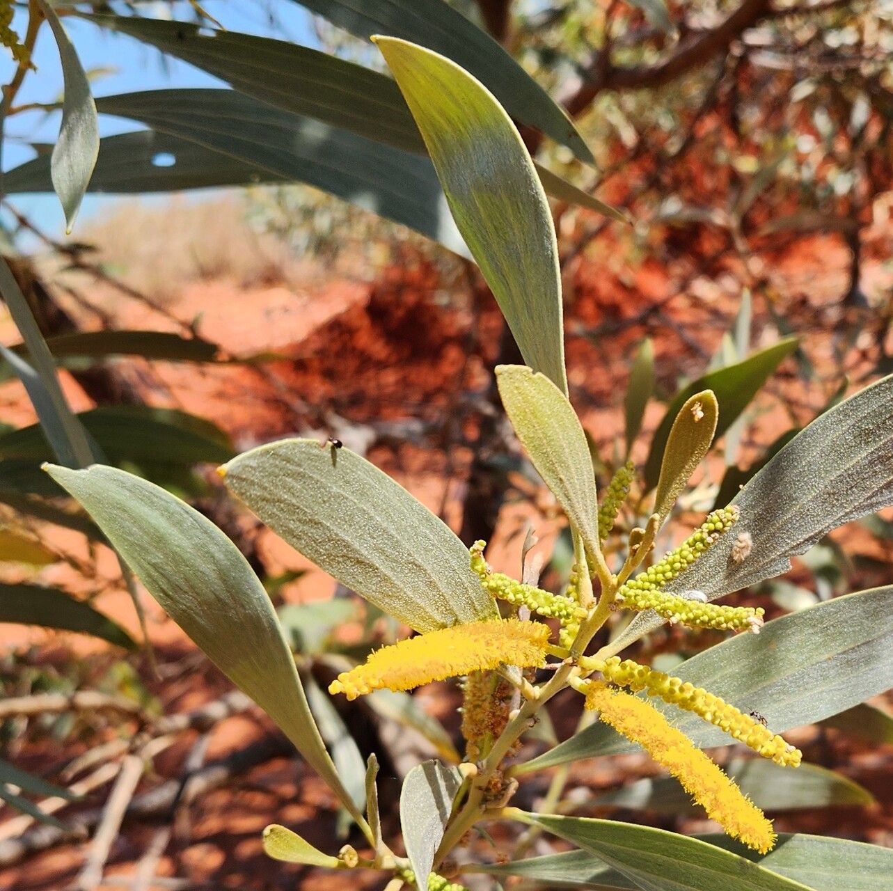 Acacia colei — houseplant care guide