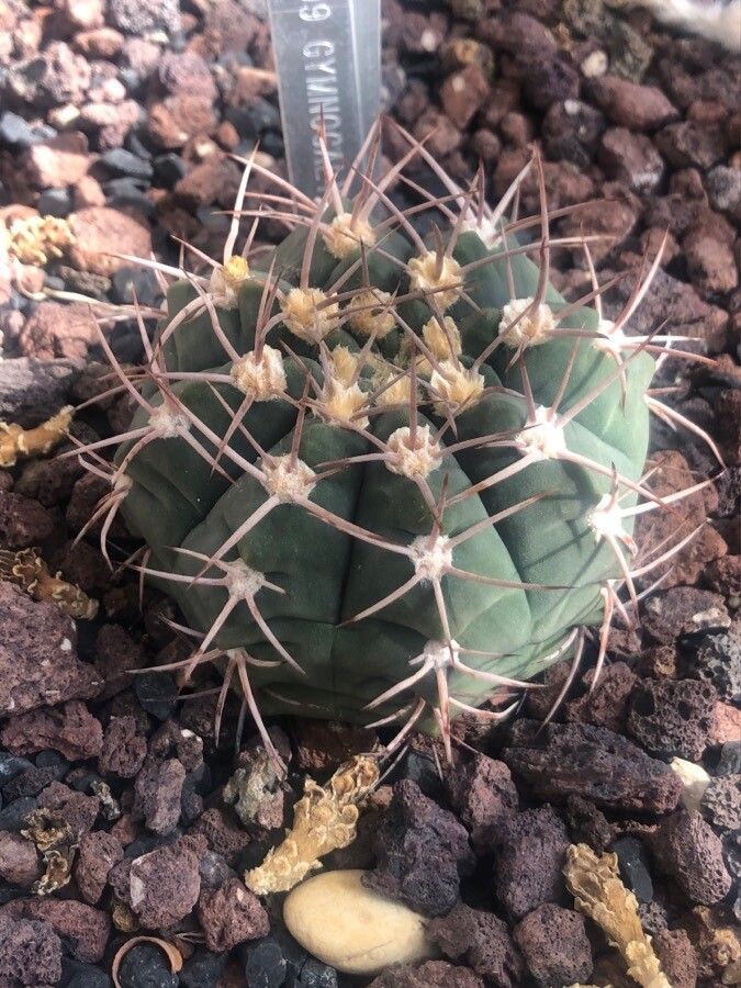 Gymnocalycium hybopleurum — search result for 'Gymnocalycium'