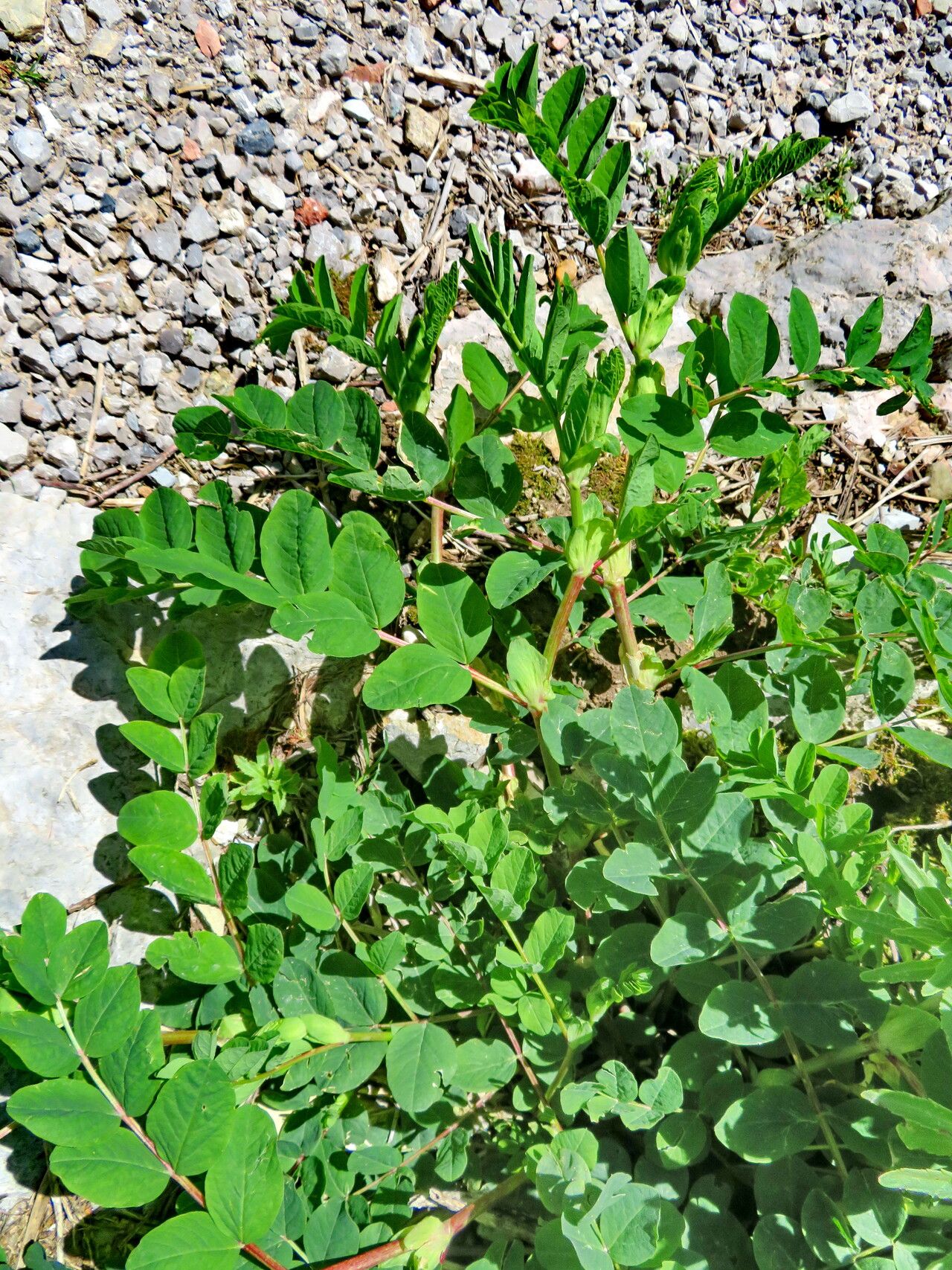 Astragalus chinensis — houseplant care guide