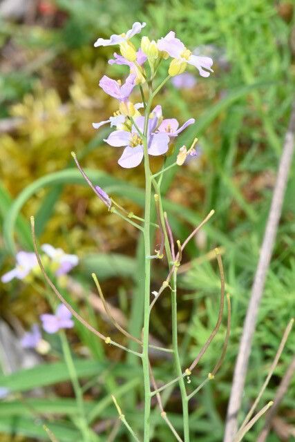 Arabidopsis arenosa fruit
