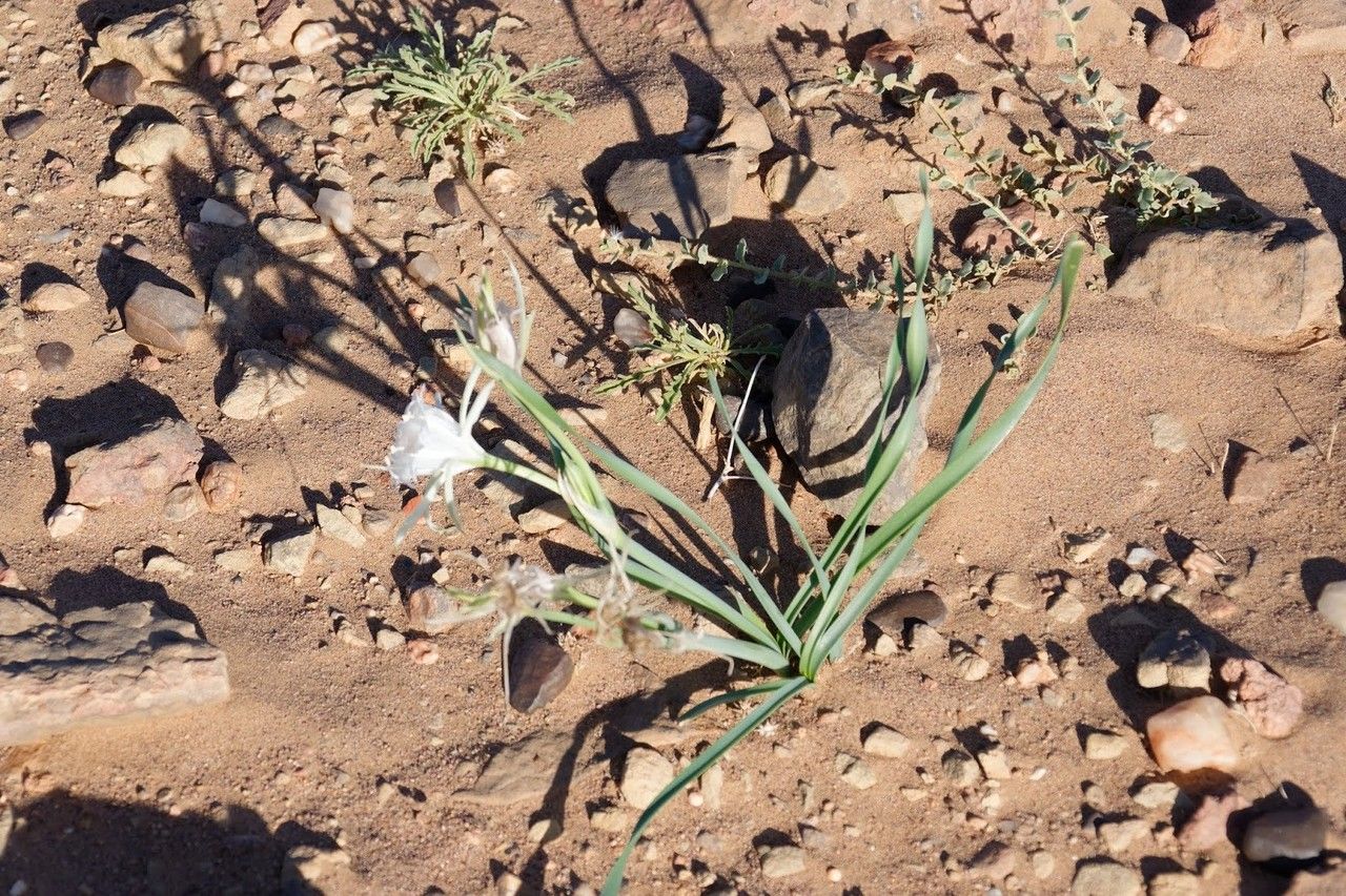 Pancratium trianthum — search result for 'Pancratium'