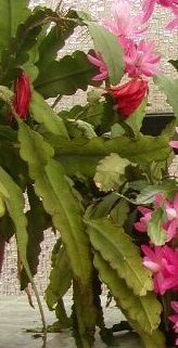 Disocactus phyllanthoides — search result for 'Cactaceae'