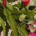 Disocactus phyllanthoides