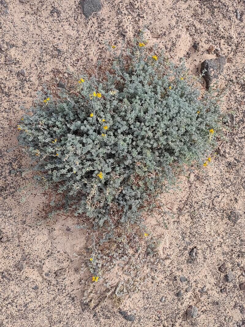 Lotus lancerottensis habit