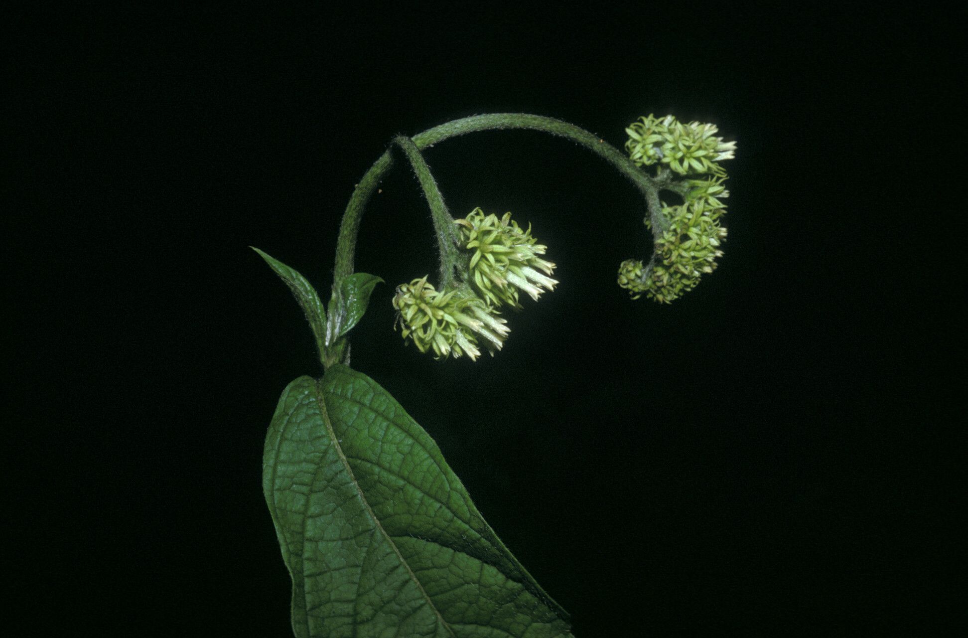 Heliotropium melanochaeta flower