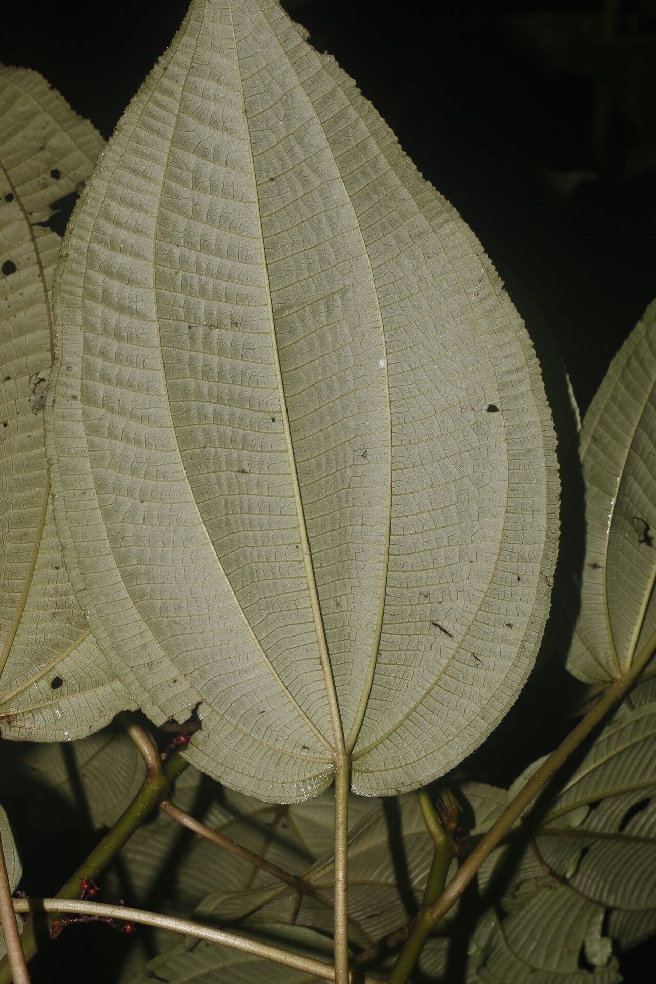 Miconia purpureoviolacea — houseplant care guide