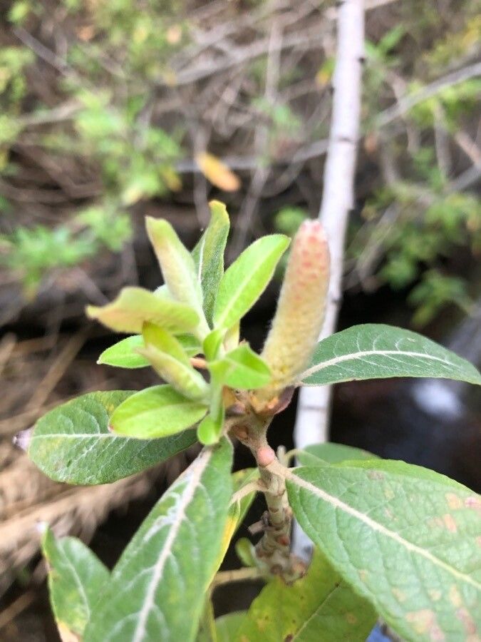 Salix pedicellata leaf