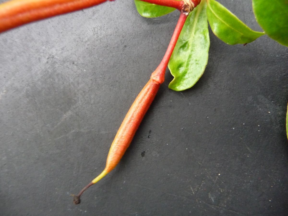 Rhododendron acrophilum fruit