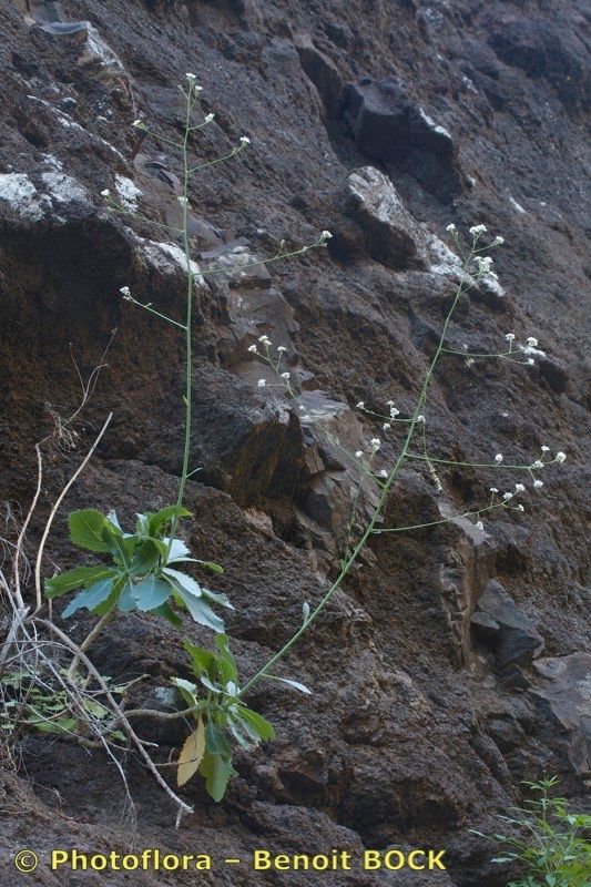 Crambe laevigata habit