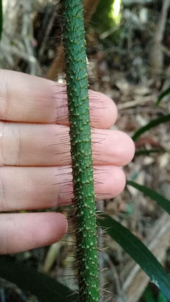Calamus muelleri bark