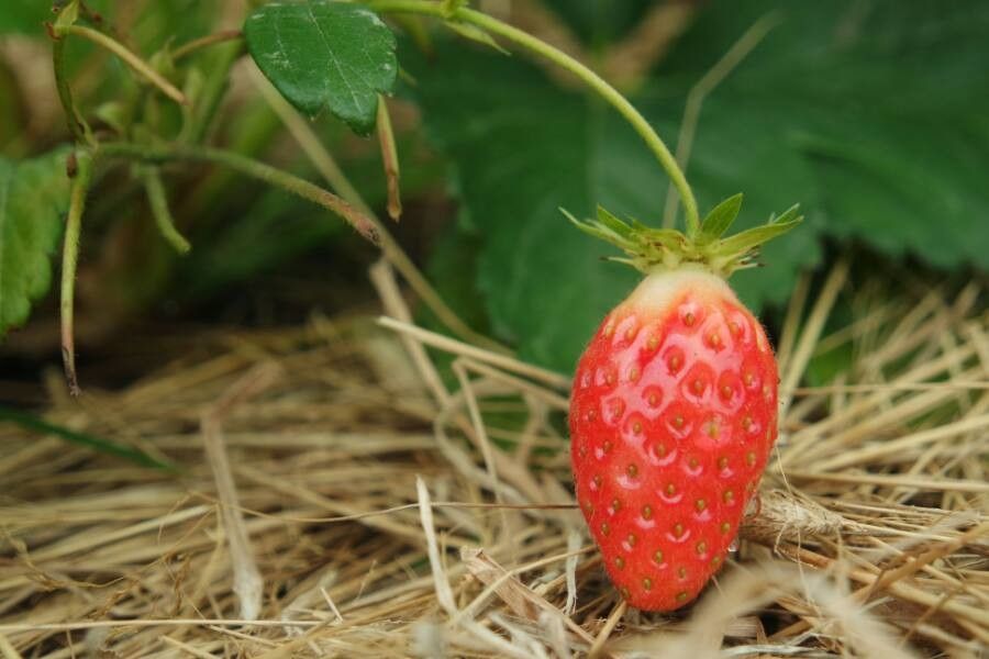 Fragaria x ananassa fruit