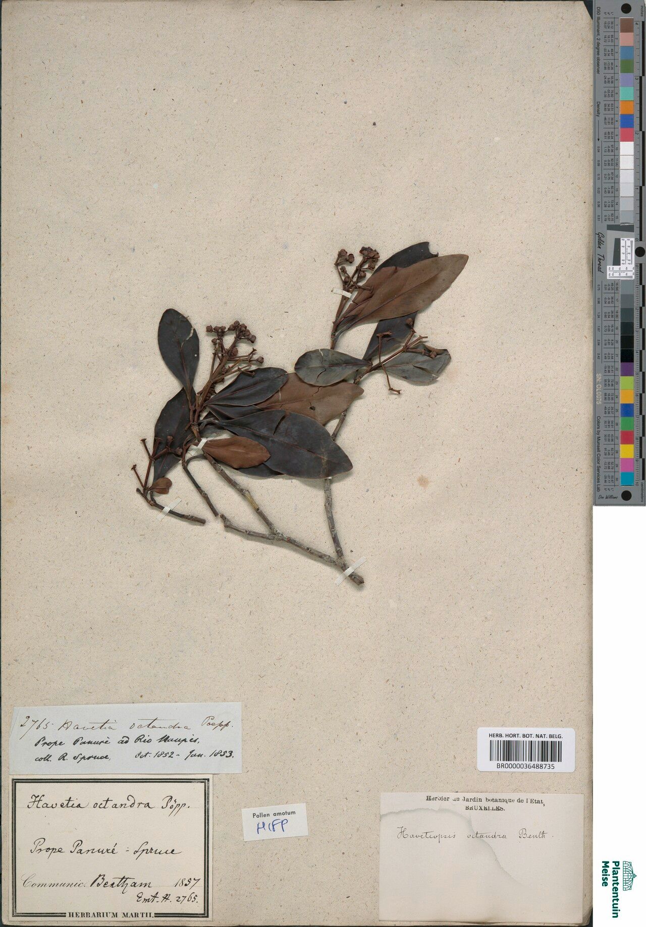 Clusia octandra fruit