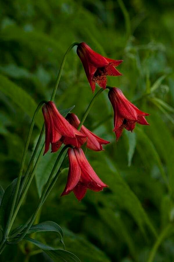 Lilium grayi — houseplant care guide