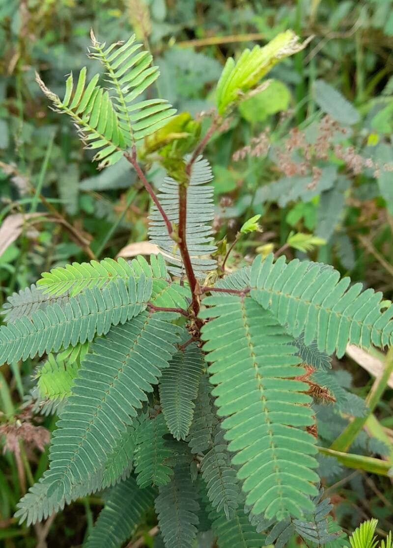 Mimosa Polycarpa