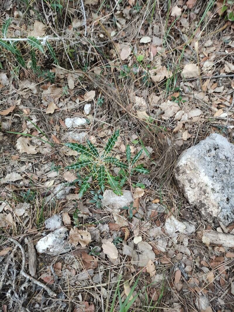 Ptilostemon hispanicus leaf