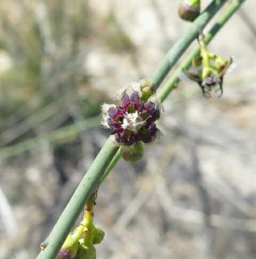 Periploca aphylla flower