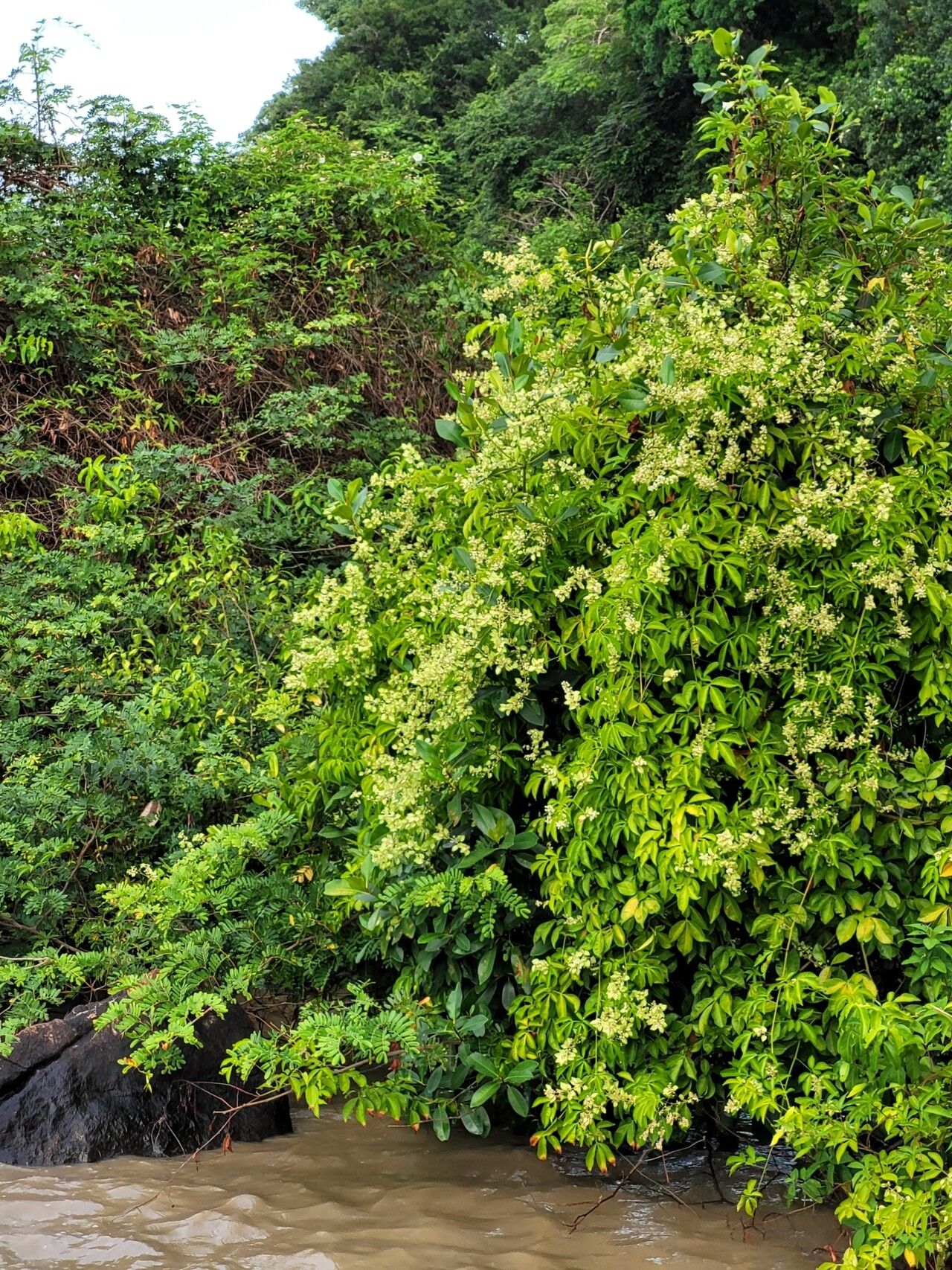 Serjania paucidentata habit