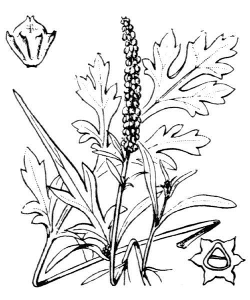 Ambrosia maritima other