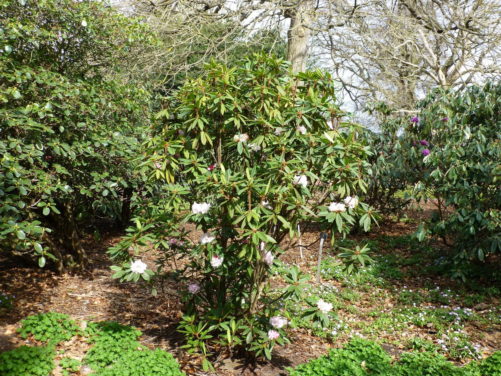 Rhododendron pachytrichum habit
