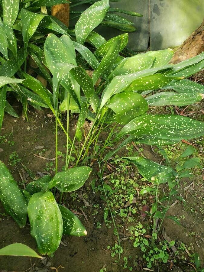 Aspidistra sichuanensis habit