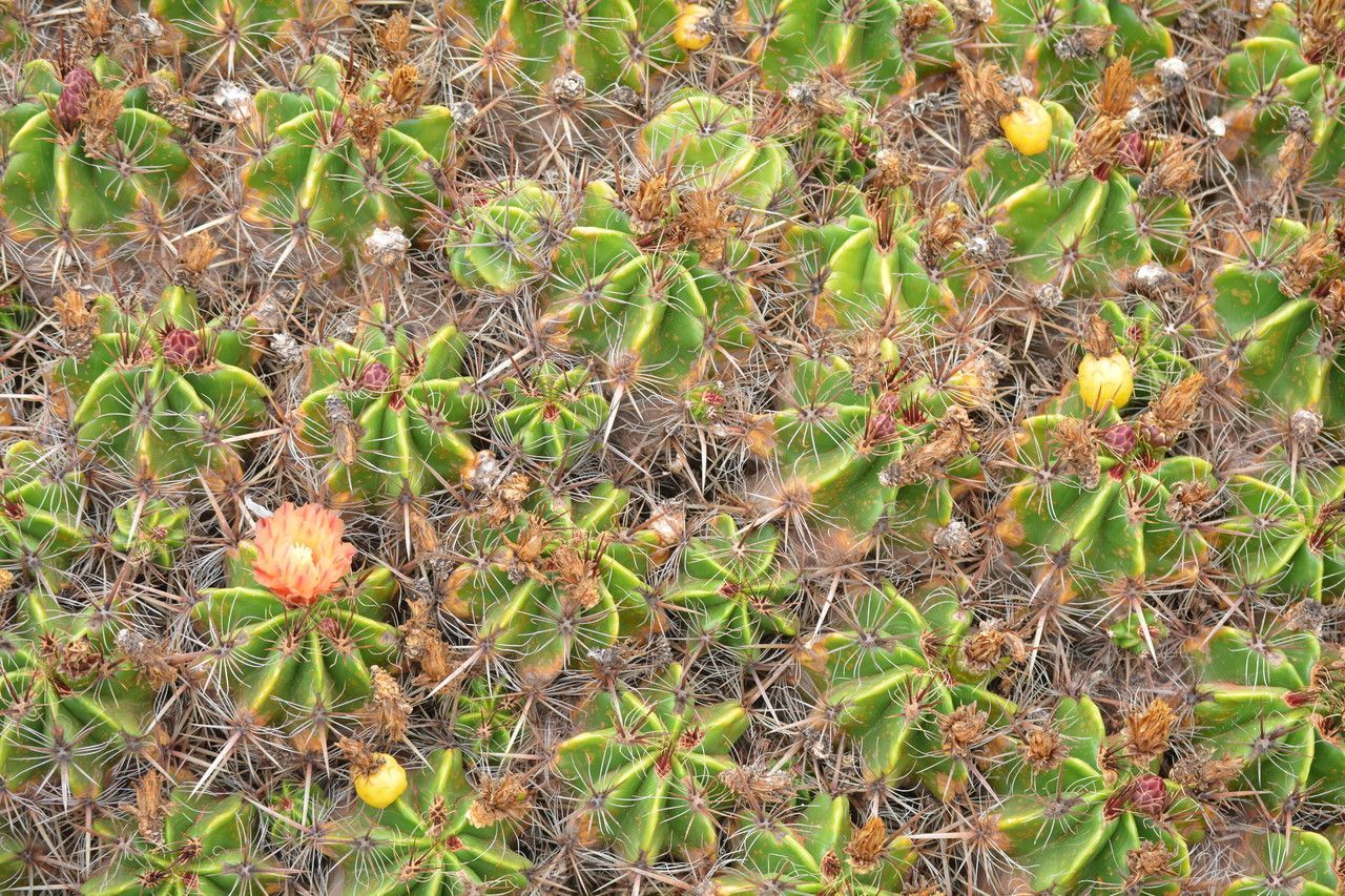 Ferocactus robustus bark