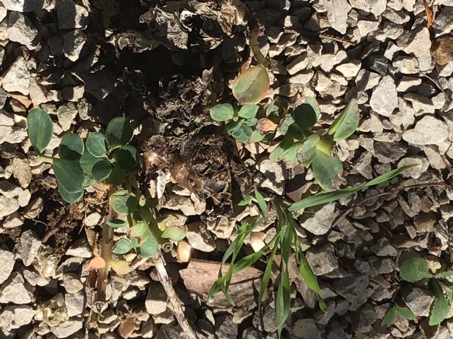 Sedum integrifolium — houseplant care guide