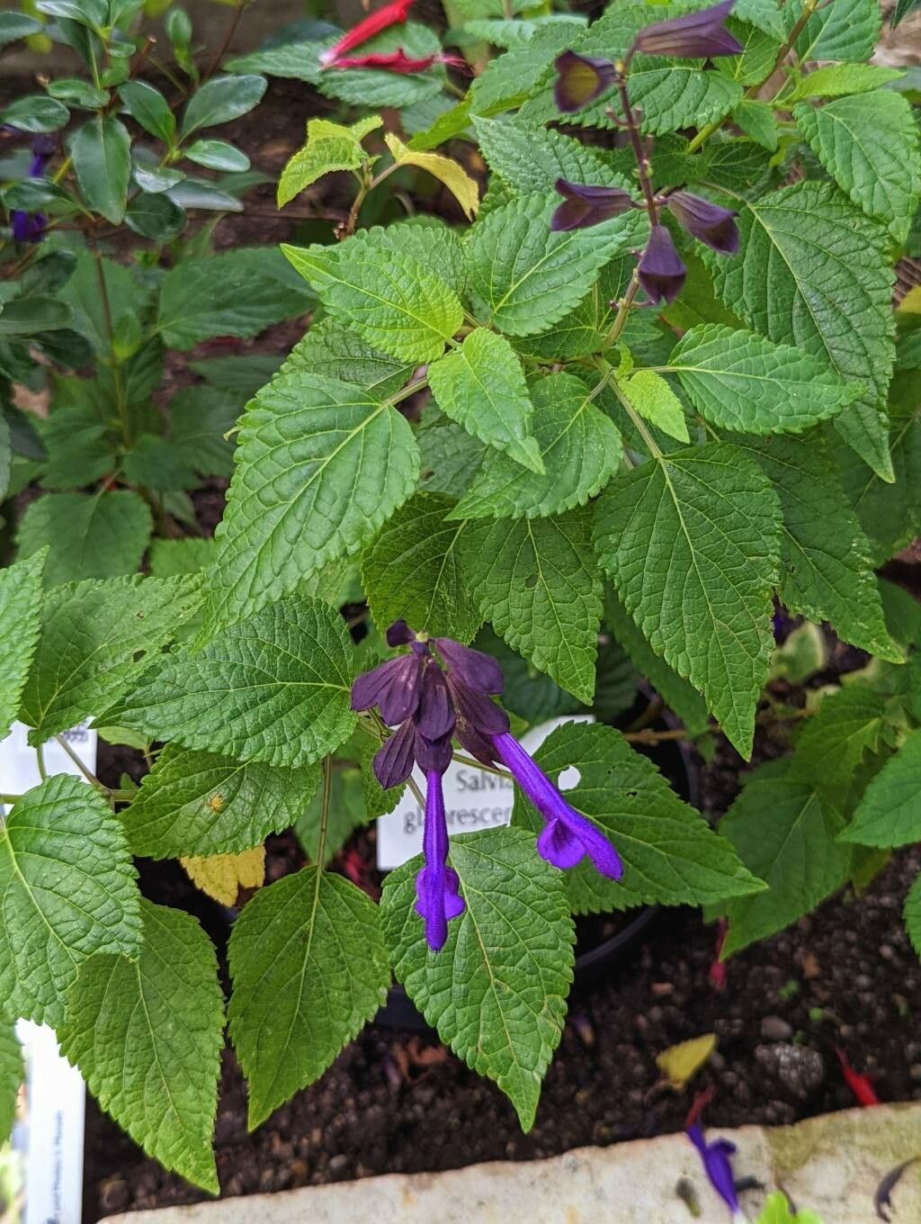 Salvia glabrescens habit