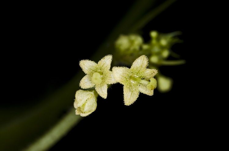 Sicyos glaber flower