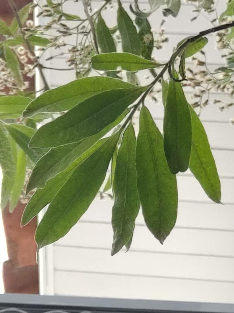 Vernonanthura tweedieana leaf