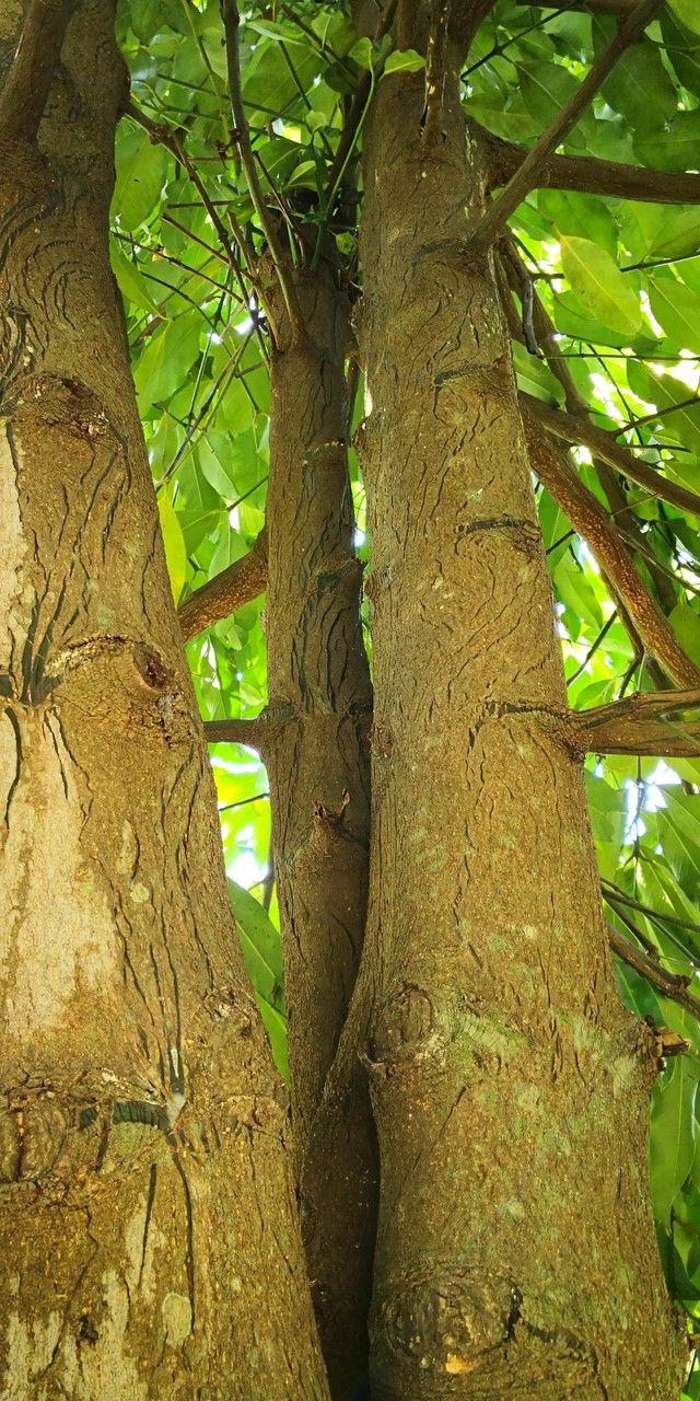 Garcinia xipshuanbannaensis bark