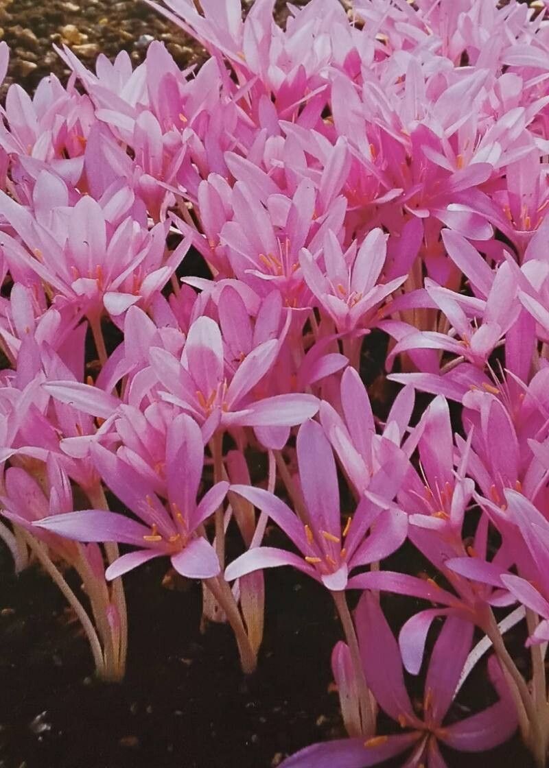 Colchicum parnassicum habit