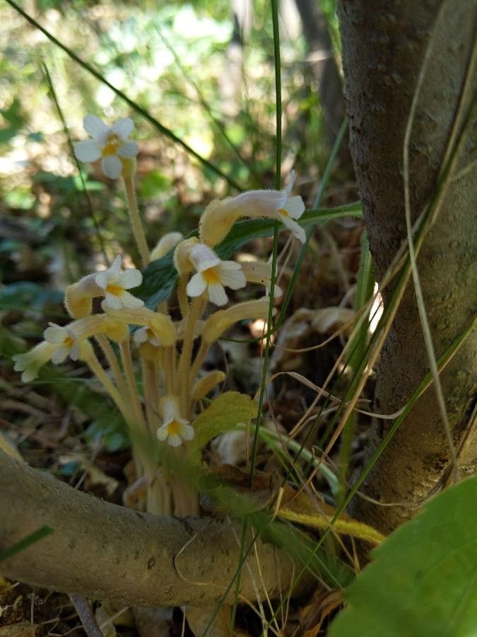 Orobanche uniflora flower