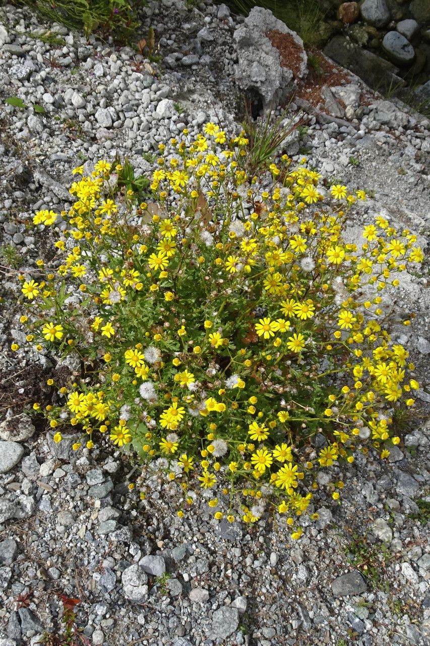 Senecio rupestris flower