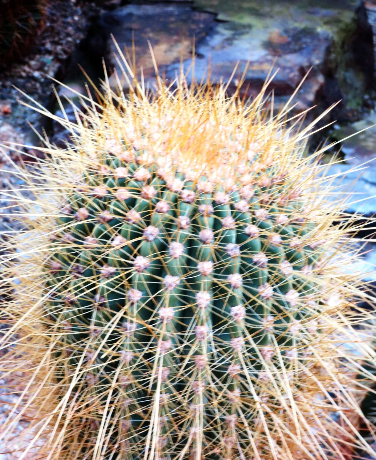 Soehrensia bruchii leaf