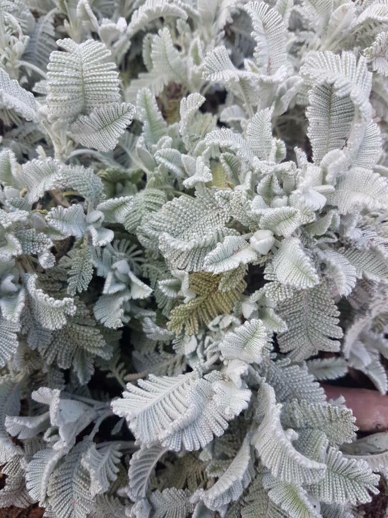 Tanacetum haradjanii habit